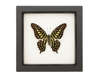 Butterfly Shadowbox Green Tailed Jay Graphium agamemnon 6x6
