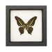 see more listings in the Framed BUTTERFLIES section