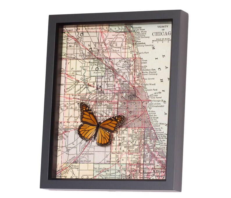 Puede incluir: Un mapa vintage enmarcado de Chicago con una mariposa monarca preservada montada en el mapa. El mapa muestra los alrededores de Chicago e incluye los nombres de las ciudades y pueblos circundantes.