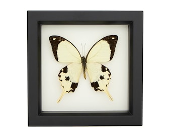 Butterfly Shadow Box Taxidermied Display Mocker Papilio dardanus 6x6
