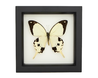 Butterfly Shadow Box Taxidermied Display Mocker Papilio dardanus