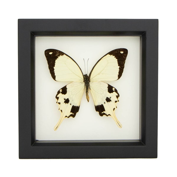 Butterfly Shadow Box Taxidermied Display Mocker Papilio dardanus