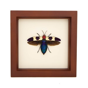 Real Framed Jewel Beetle Taxidermy 6x6 Walnut Frame