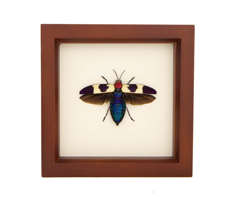 Real Framed Jewel Beetle Taxidermy 6x6 Walnut Frame