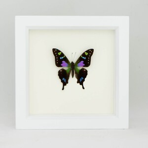 3D Wall Art Insect Entomology Shadow Box Display 6x6 image 3