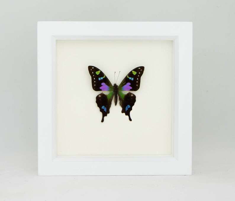 3D Wall Art Insect Entomology Shadow Box Display 6x6 image 3