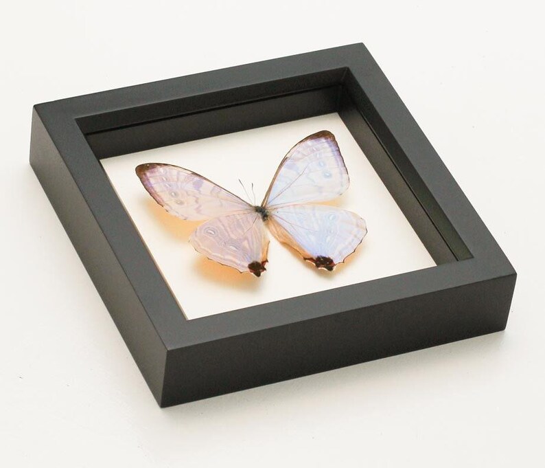 Framed Morpho Butterfly Decor Display 6x6 UV blocking Glass image 7
