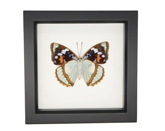 Real Framed Butterfly Decor Schrenck's Emperor Mimathyma schrenckii 6x6