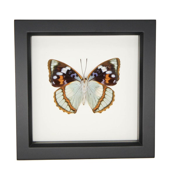 Real Framed Butterfly Decor Schrenck's Emperor Mimathyma schrenckii 6x6