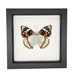see more listings in the Framed BUTTERFLIES section