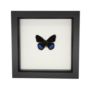 Real Framed Entomology Display Eunica eurota