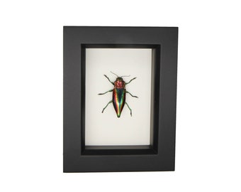 Real Framed Beetle Chrysochroa vittata Wall Art