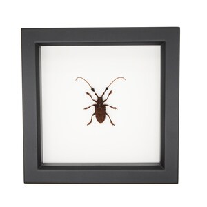 Framed Flat Face Longhorn Beetle Insect Display Cerambycidae 6x6 361