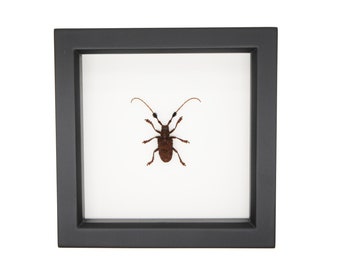 Framed Flat Face Longhorn Beetle Insect Display Cerambycidae 6x6 361