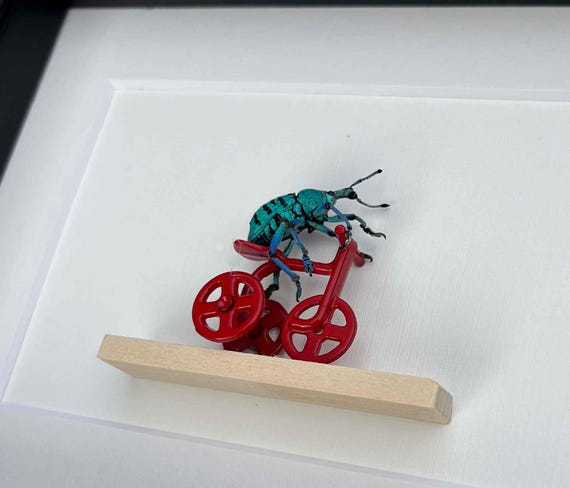 Real Beetle Riding Red Tricycle Natural History Insect Art - Etsy