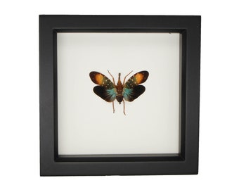 Framed Whiteheadi Lanterfly Display PYROS WHITEHEADI GUNJII