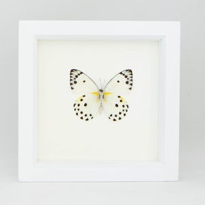 3D Butterfly Wall Art Real Insect Framed Display 6x6