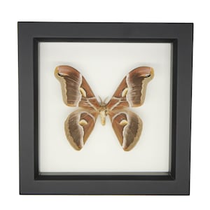 Real Framed Silk Moth Samia insularis 6x6 Display