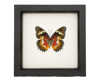 Framed Pattern butterfly Malay Lacewing Cethosia hypsea 6x6