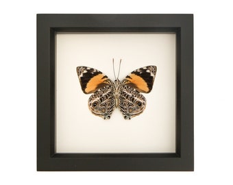 Real Framed Butterfly Taxidermy Display F1562