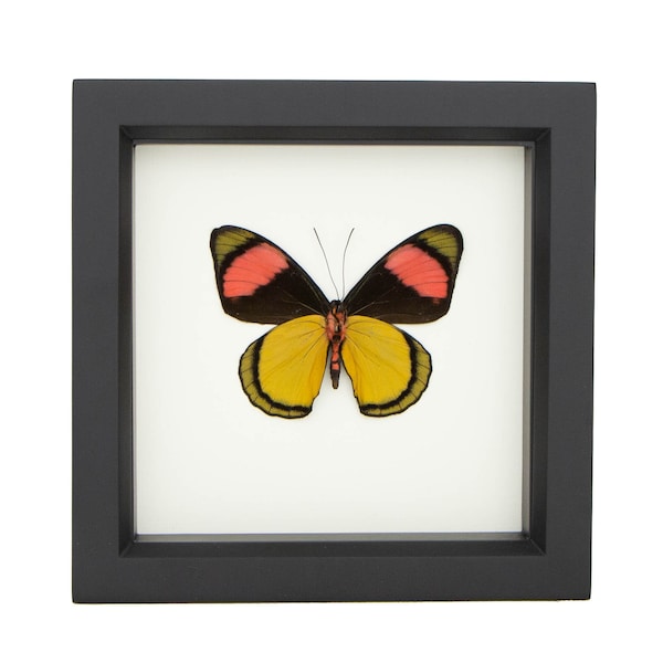 Cuadro decorativo de mariposa pintada enmarcada, vitrina de exhibición de 6x6 pulgadas.