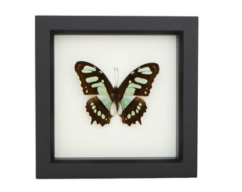 Wall Decor Butterfly Display Malachite Butterfly