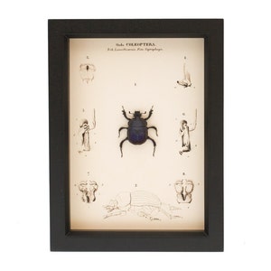 Framed Scarab Beetle Anatomy Natural History Display
