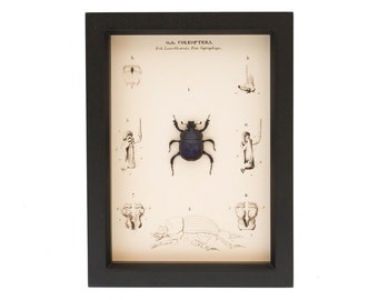 Preserved Scarab Beetle Anatomy Taxidermy Display