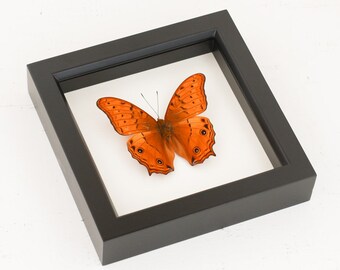 Cruiser Framed Butterfly Display Insect Taxidermy