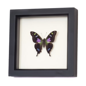 Real Framed Butterfly Shadowbox Display Graphium weiskei