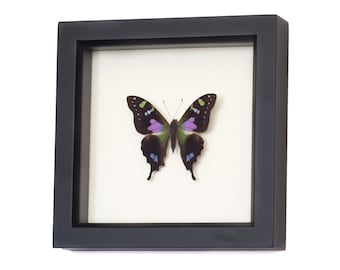 Real Framed Butterfly Shadowbox Display Graphium weiskei