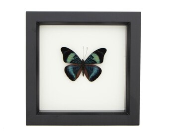 Real Butterfly Display Panacea prola