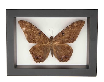 Real Framed Black Witch Moth Shadowbox UV Blocking Glass Rare Display 289