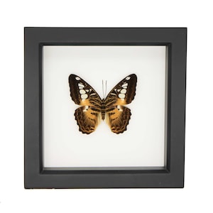 May include: A preserved butterfly specimen displayed inside a square black frame. The butterfly features dark brown and black wings with intricate white spots and warm orange-brown patterns, centered against a plain white background.