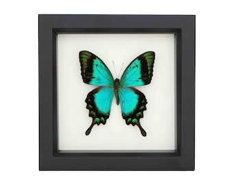 Framed Sea Green Swallowtail in UV Protected 6x6 Shadowbox