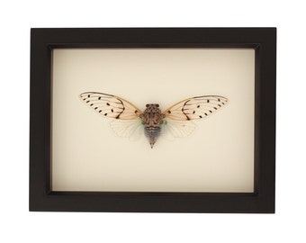 Real Framed Ghost Cicada UV Glass Taxidermy 6x8