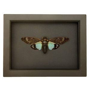 Framed Cicada Display with black background TOSENA SPLENDIDA