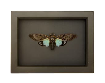 Framed Cicada Display with black background TOSENA SPLENDIDA 6x8 UV Blocking Frame