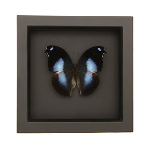 May include: A framed butterfly specimen. The butterfly has black wings with blue and white markings. The frame is square and dark gray, set against a gray background. The image is centered and isolated on a white background.