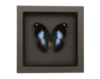 Real Butterfly Taxidermy Blue Hookwing Black Archival background Napeocles jucunda 6x6