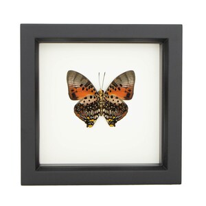 Real Framed Butterfly Charaxes zingha African Insect Taxidermy Black Frame