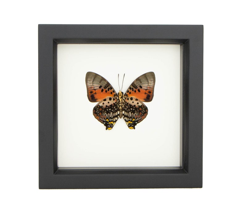 Real Framed Butterfly Charaxes zingha African Insect Taxidermy Black Frame