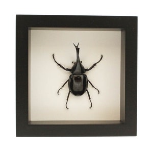 Framed Siamese Rhinoceros Beetle Insect Decor Xylotrupes gideon