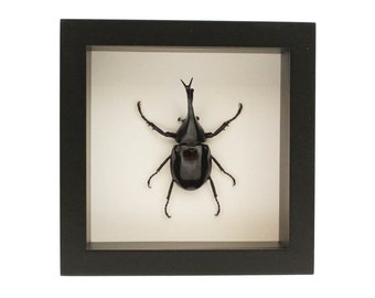 Framed Siamese Rhinoceros Beetle Insect Decor Xylotrupes gideon