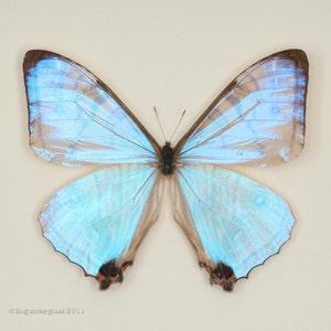 Real Blue Morpho Pearl SULKOWSKI framed butterfly display 6x6 image 5