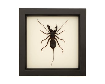 Sun Spider Whip Scorpion Insect Shadowbox Display 1153