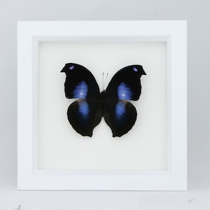 Shadowbox Butterfly Blue Moonset Hookwing Napeocles jucunda 6x6