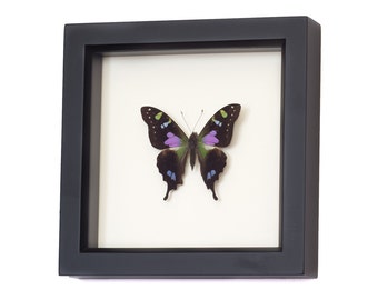 Butterfly Wall Art Framed Insect Display 6x6