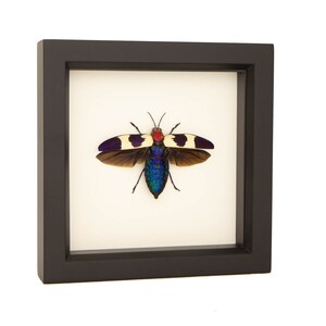 Real Framed Jewel Beetle Taxidermy 6x6 image 2