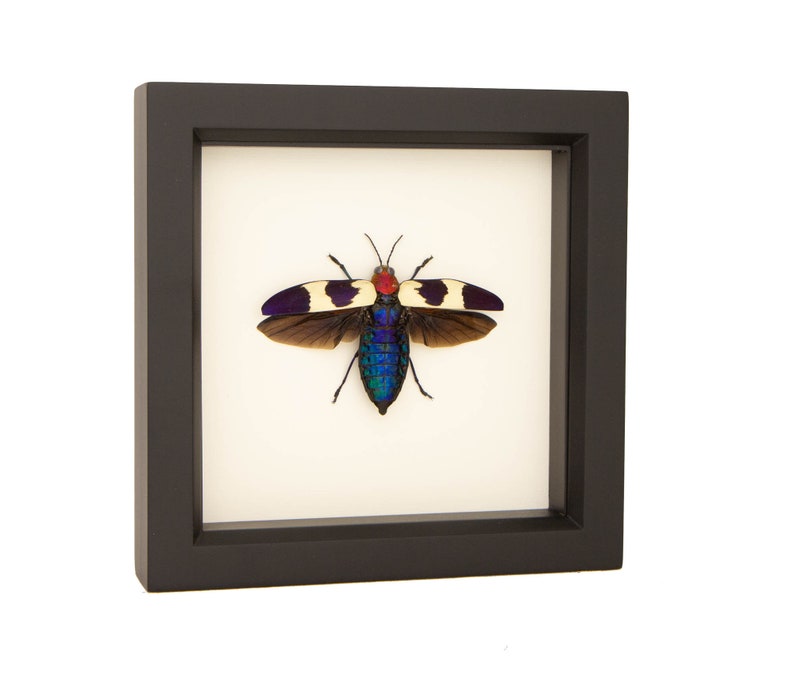 Real Framed Jewel Beetle Taxidermy 6x6 image 2